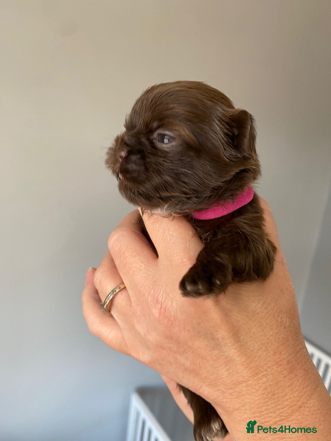 Shih Tzu dogs for sale: 5 Beautiful Shih Tzu for sale - Image 2