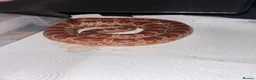 Corn Snake reptiles for sale: Colubrids for sale £100 for them all - Advert 5