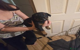 Dobermann dogs for sale: Kennel club registered Doberman puppies. - Image 12
