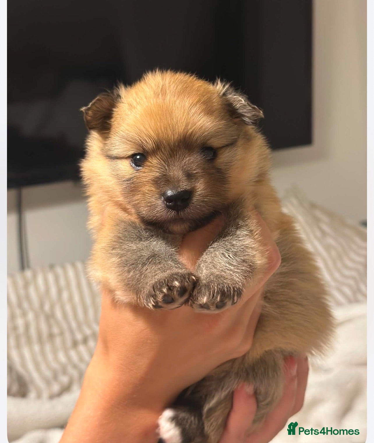 Pomeranian dogs Pomerian puppies available  - Advert 14