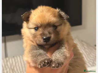 Pomeranian dogs Pomerian puppies available - Advert 14