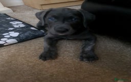 Cane Corso dogs for sale: Cane corso x - Image 2