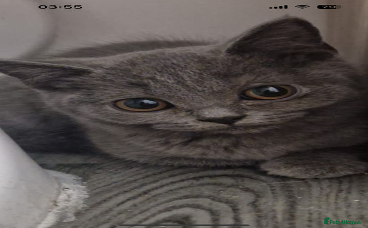 British Shorthair cats - Advert 1