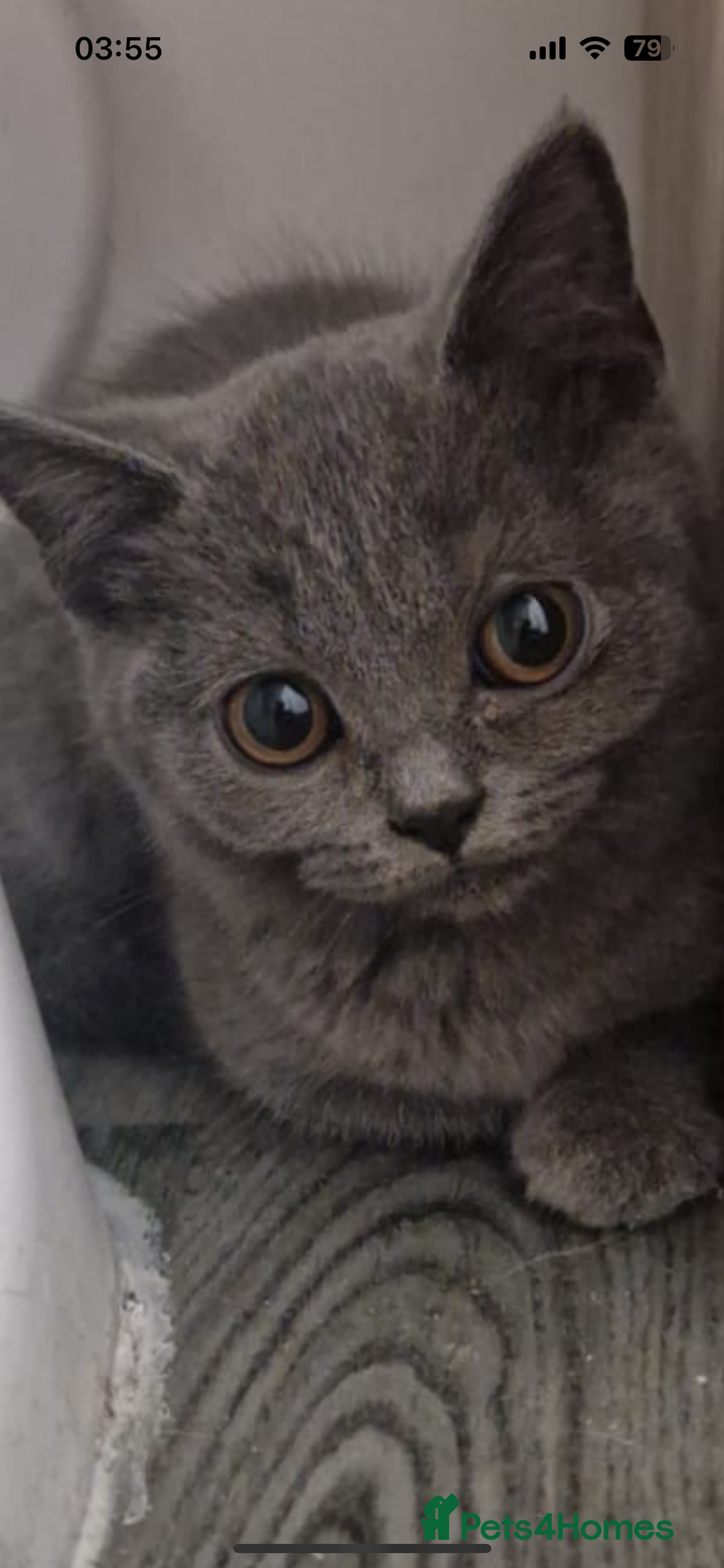 British Shorthair cats for sale: British shorthair kitten  - Image 1