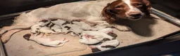 English Springer Spaniel dogs for sale: Lovely Liver and white puppies  in Launceston - Advert 1