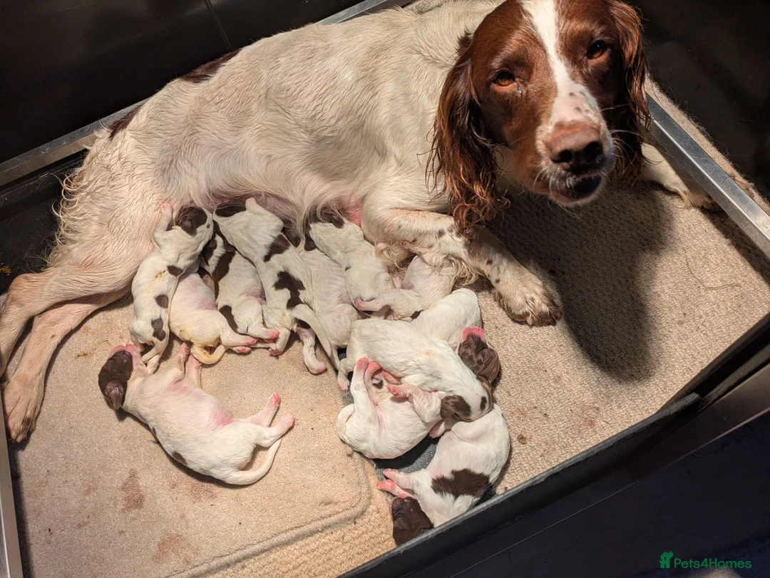 English Springer Spaniel dogs for sale: Lovely Liver and white puppies  in Launceston - Advert 1