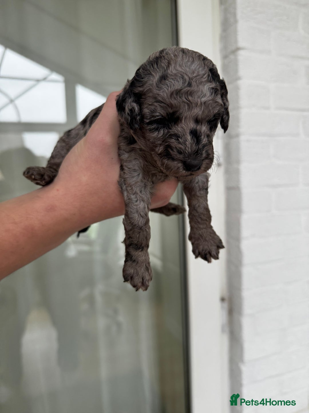 Miniature Poodle dogs for sale: Striking merle and black Miniature Poodle Puppies - Advert 28