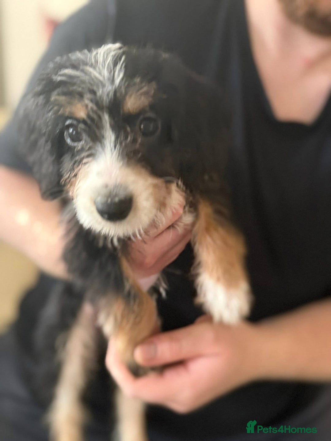 Mixed Breed dogs for sale: 5 gorgeous bordoodleXpatterspaniel - Image 3