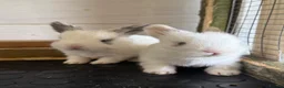 Angora rabbits for sale: Angora X bunny rabbits  - Advert 4