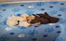 Mixed Breed dogs for sale: Crestepoo puppies  - Image 1