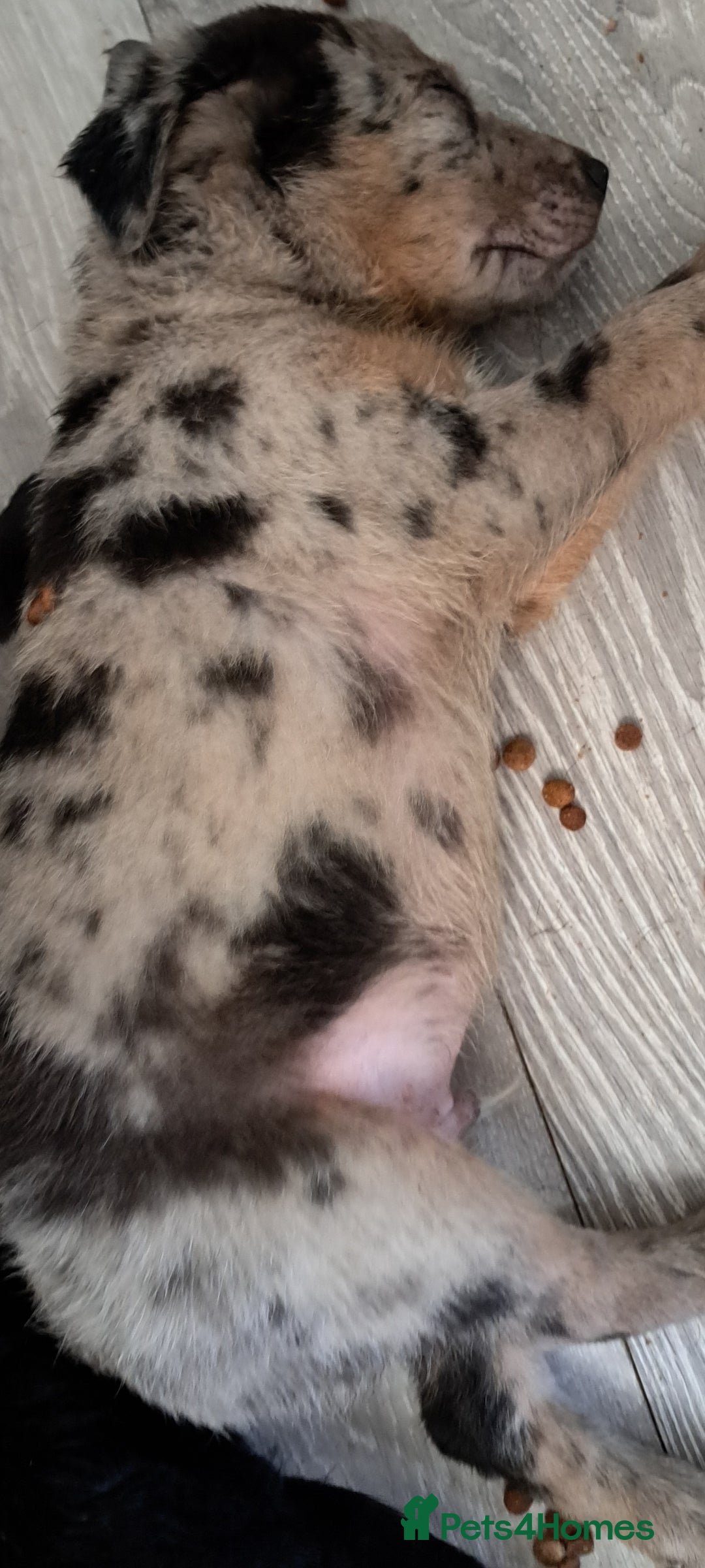 Mixed Breed dogs for sale: 1 collie cross staff tri blue Merle  - Image 8