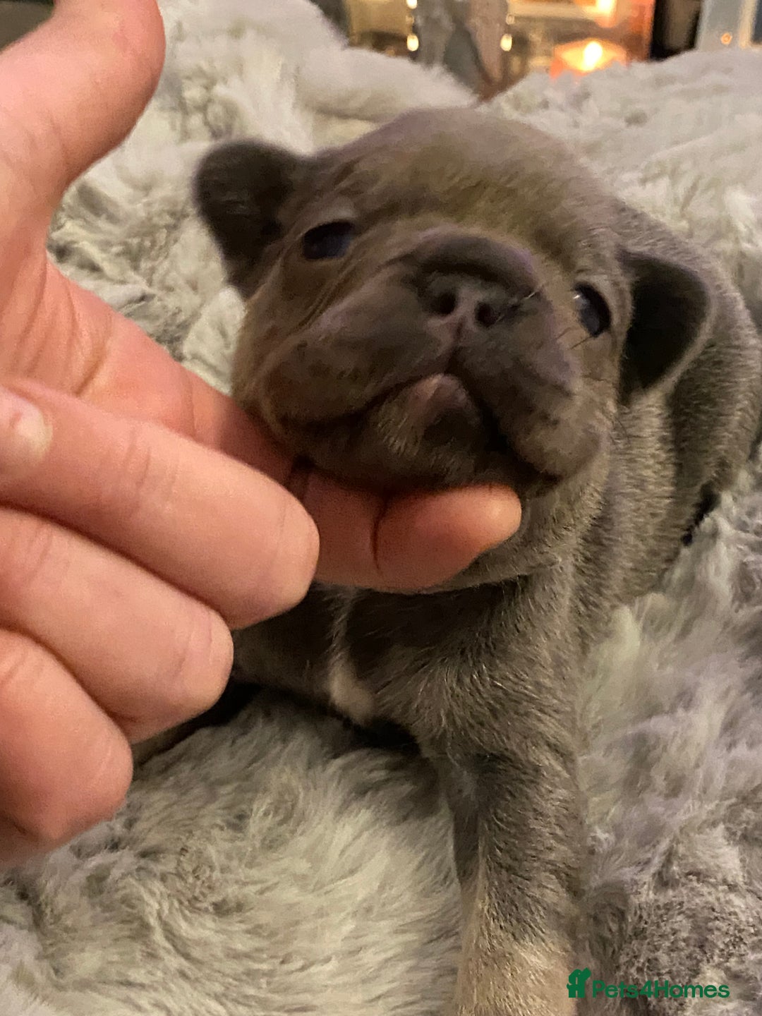 French Bulldog dogs for sale: Stunning chunky French bulldog pups  - Advert 14