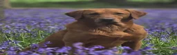 Labrador Retriever dogs for sale: OUTSTANDING KC Reg, FOX RED LABRADOR PUPPIES  - Advert 14