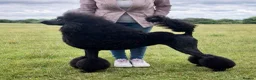 Standard Poodle dogs for sale: Reservation List Open. Standard Poodle Puppies - Advert 26