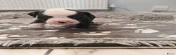 Mixed Breed dogs for sale: Olde English Bulldogg/ Alapaha bulldogg puppies  in Blackburn - Advert 7