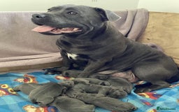 Staffordshire Bull Terrier dogs for sale: Blue English Staffy's bull terrier** - Image 8