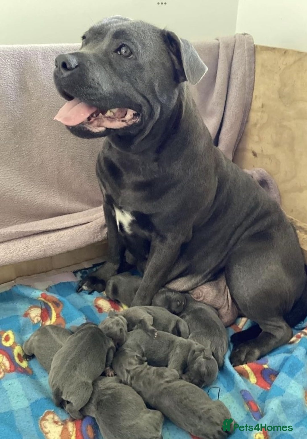 Staffordshire Bull Terrier dogs for sale: Blue English Staffy's bull terrier** - Image 8