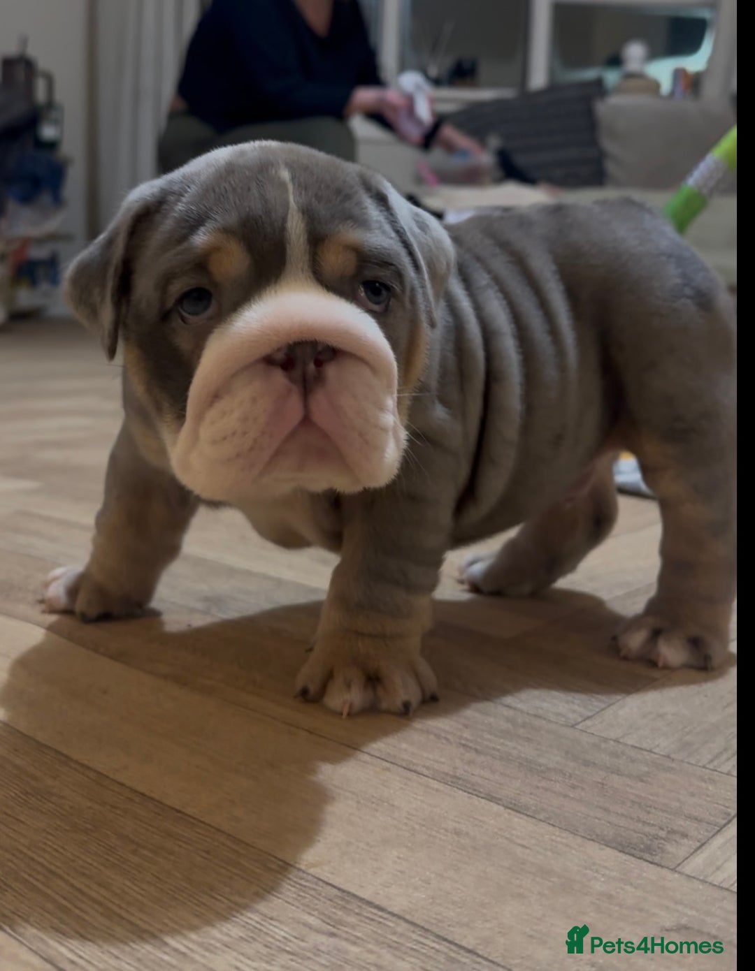 English Bulldog dogs for sale: English bulldog puppies - Advert 14