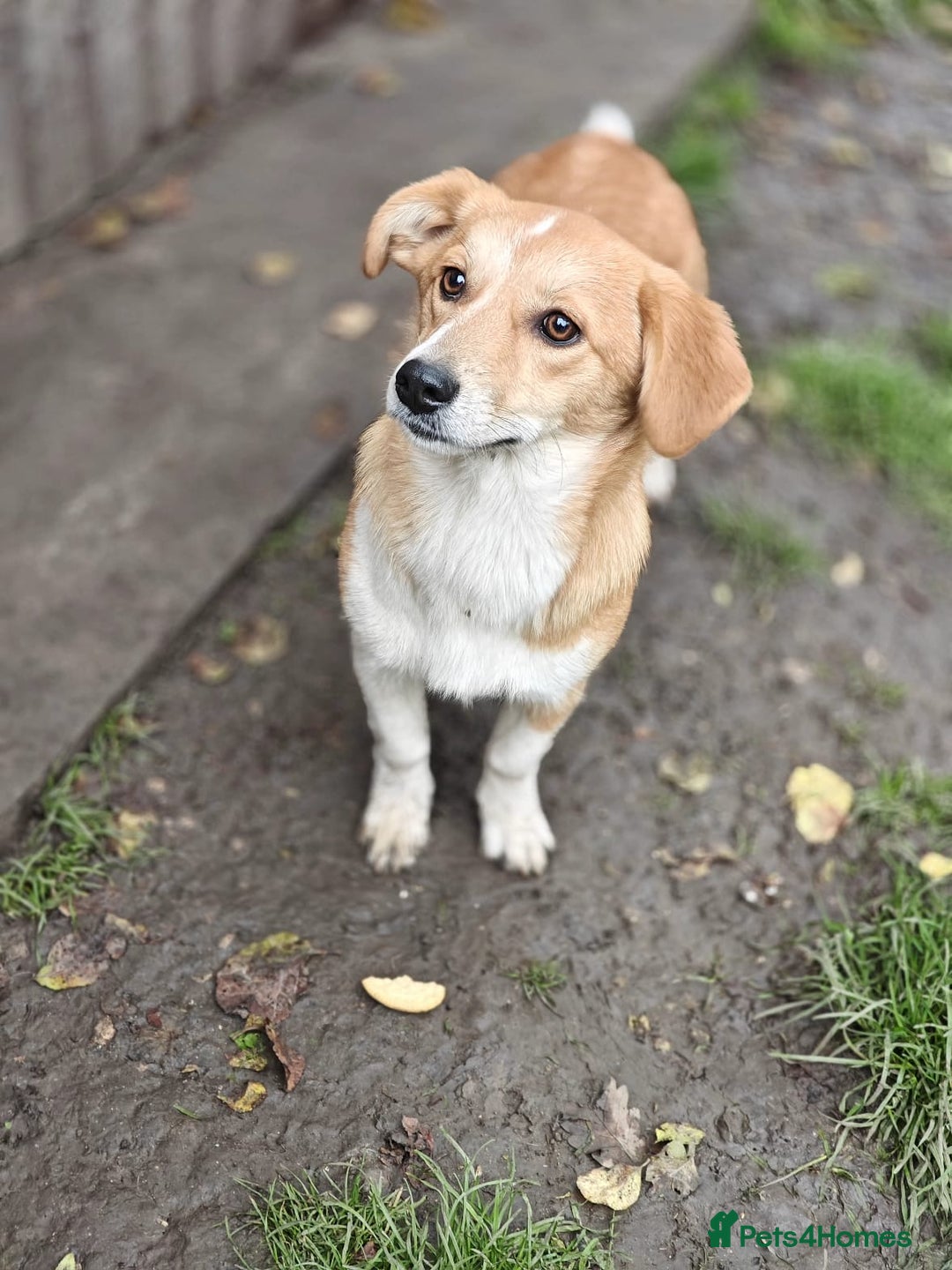 Mixed Breed dogs for adoption: ❤️MEYA&KALLIE❤️-2 SMALL SISTERS SEEK A KIND HOME - Advert 6