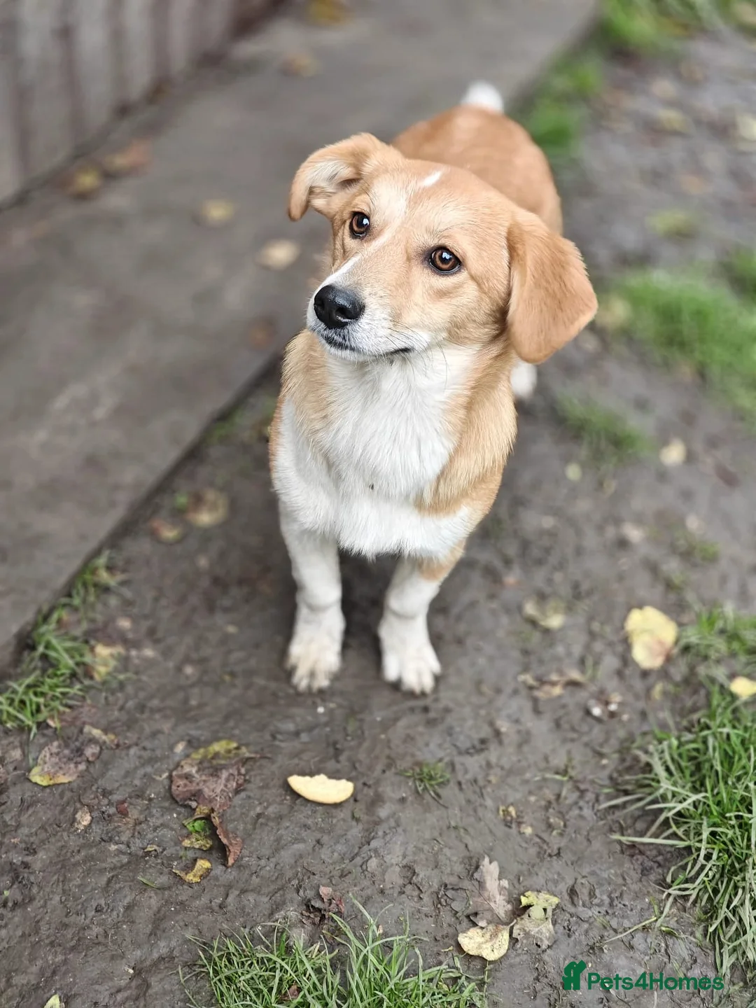 Mixed Breed dogs for adoption: ❤️MEYA & KALLIE❤️-SMALL SISTERS SEEK A KIND HOME - Advert 11