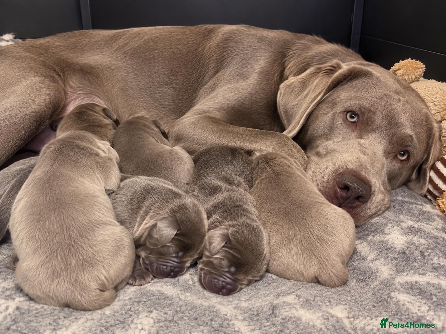 Labrador Retriever dogs  KC REGISTERED SILVER & CHARCOAL LABR RETRIEVER   - Advert 1