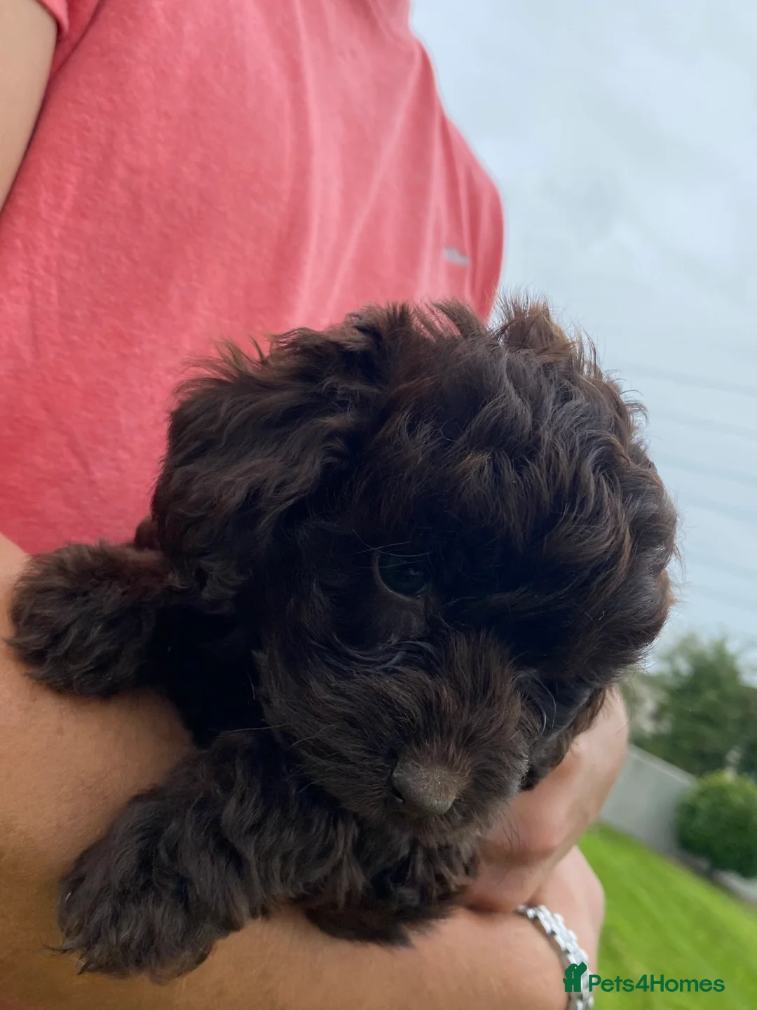 Cockapoo dogs for sale: COCKAPOO PUPPIES  in Saint Austell - Advert 10