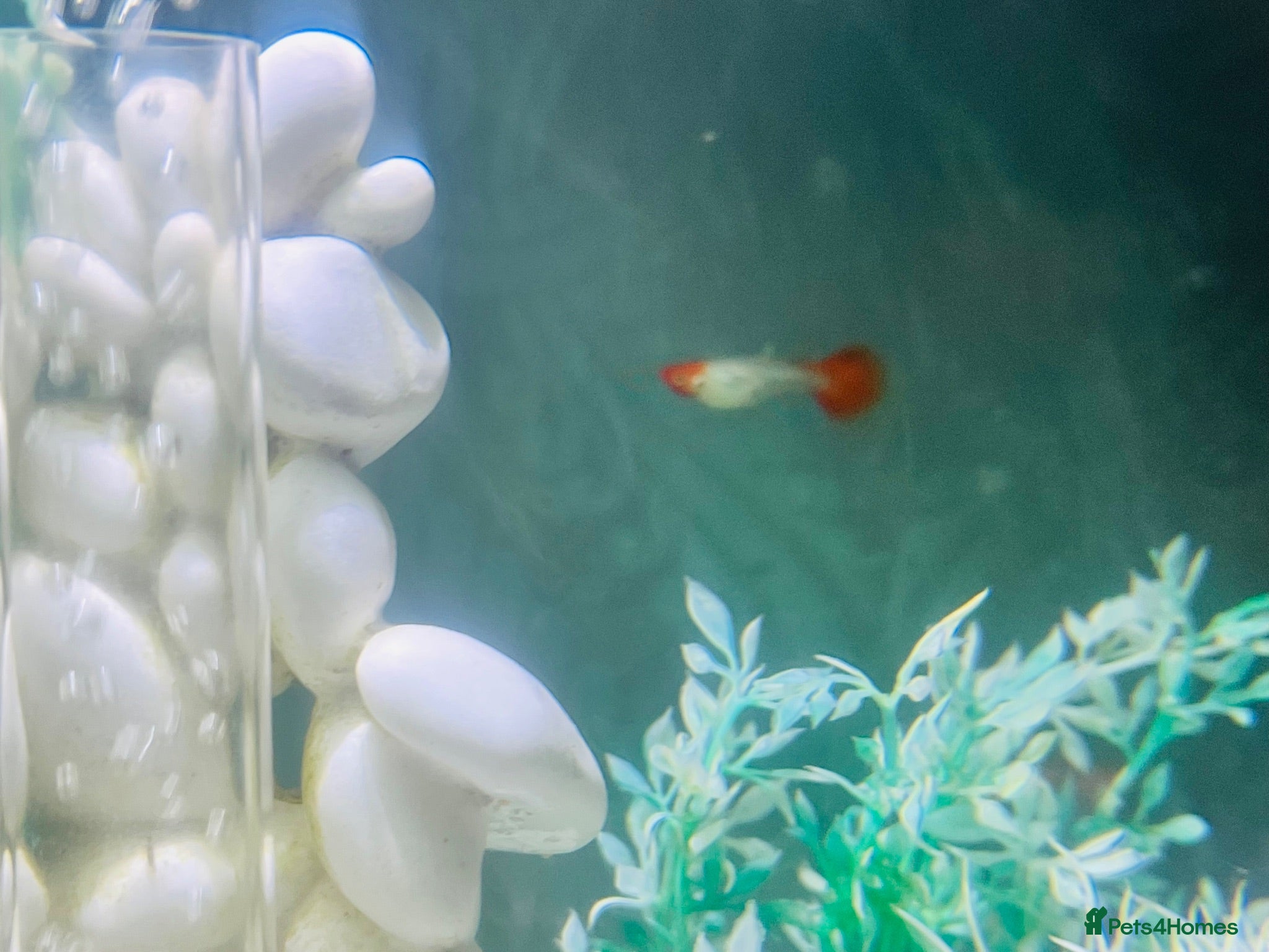 Live Bearers fish Biorb Halo with guppies  - Advert 1