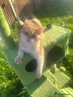 British Shorthair cats - Advert 7