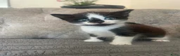 Mixed Breed cats for sale:    🐾 Beautiful Black & White Kittens 🐾 - Advert 7