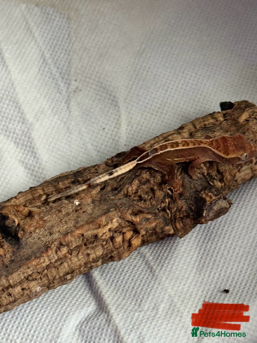 Gecko reptiles for sale: Baby crested geckos  - Image 24