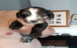 Mixed Breed dogs for sale: 6 Beautiful mixed breed puppies  - Image 10