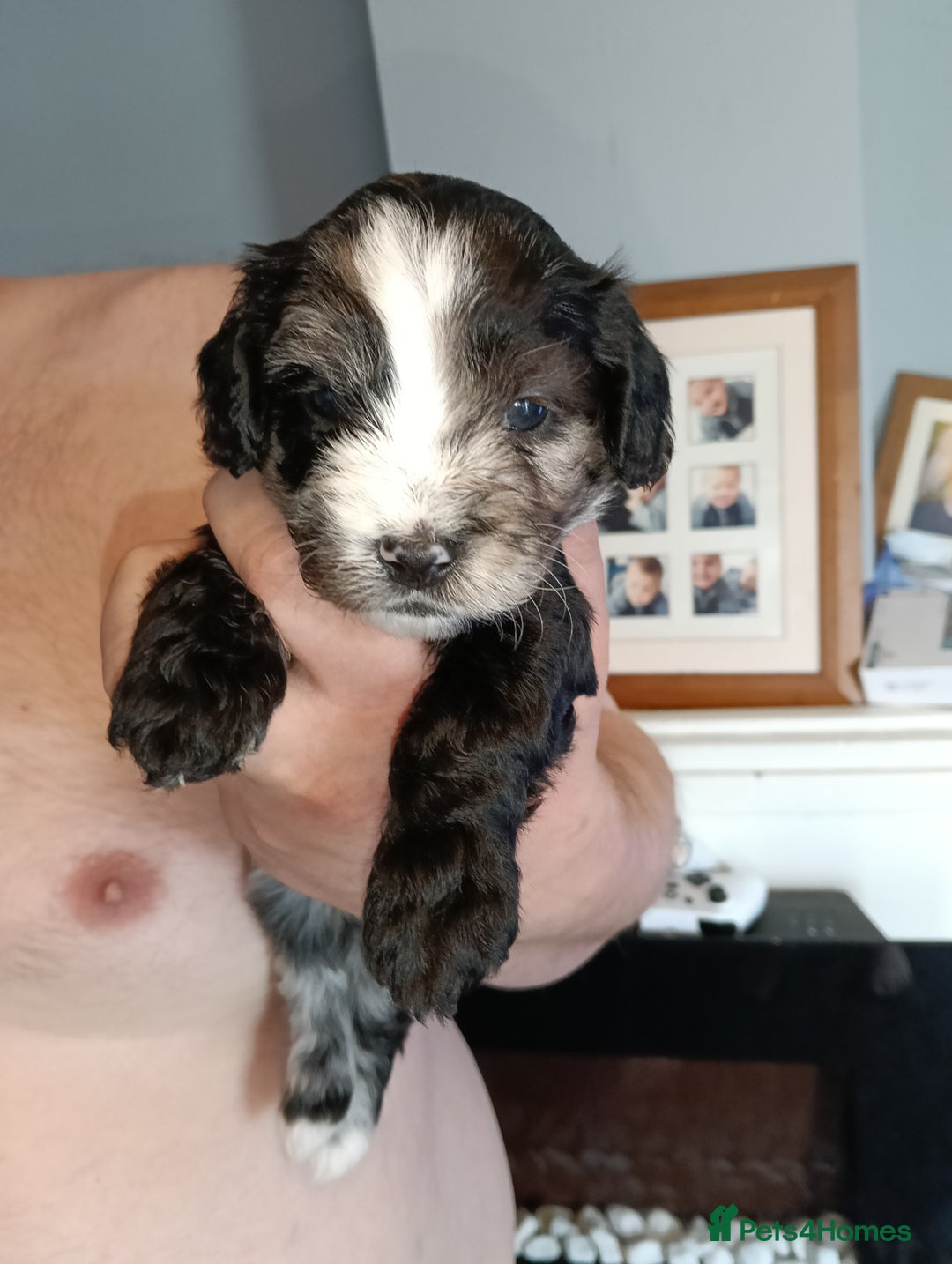 Mixed Breed dogs for sale: 6 Beautiful mixed breed puppies  - Image 10