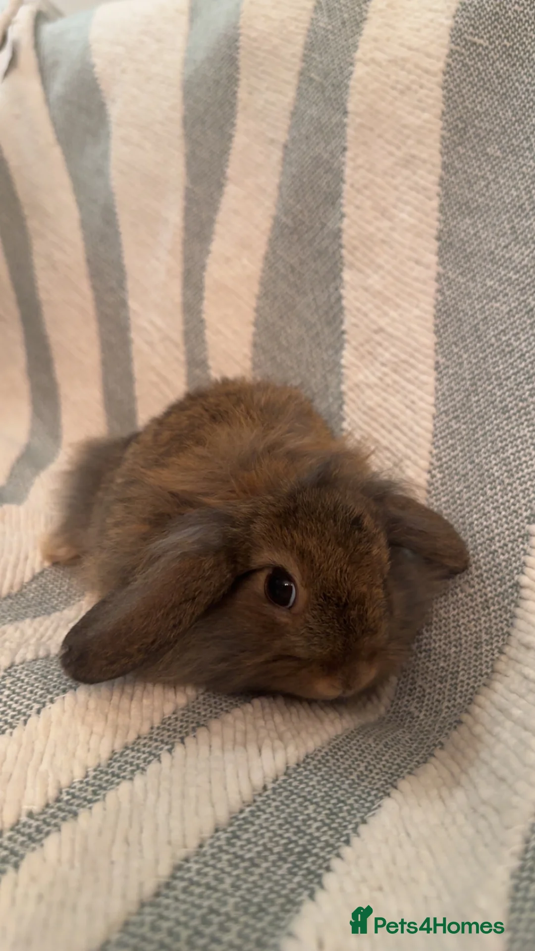 Mini Lop rabbits for sale: 4 adorable mini lops ready to go  - Advert 14
