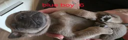 Mixed Breed dogs for sale: English Bull Chows in Basildon - Advert 22