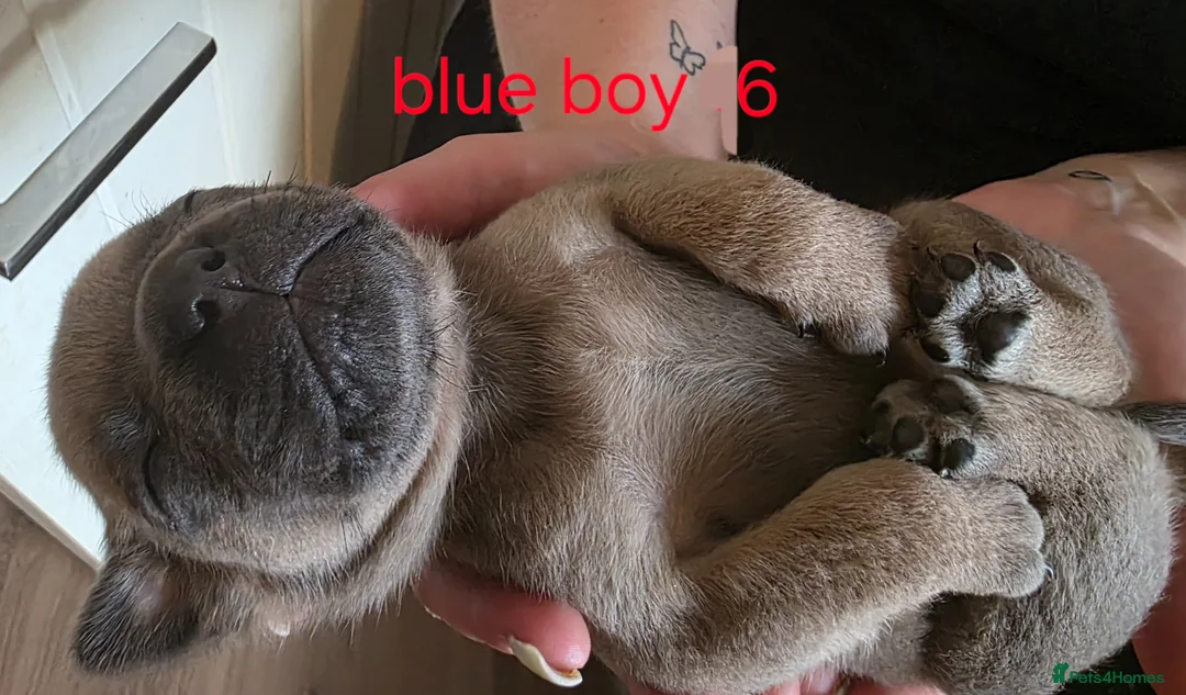 Mixed Breed dogs for sale: English Bull Chows in Basildon - Advert 22