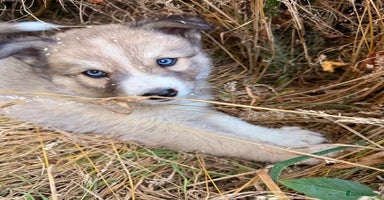 Pomsky dogs - Advert 3