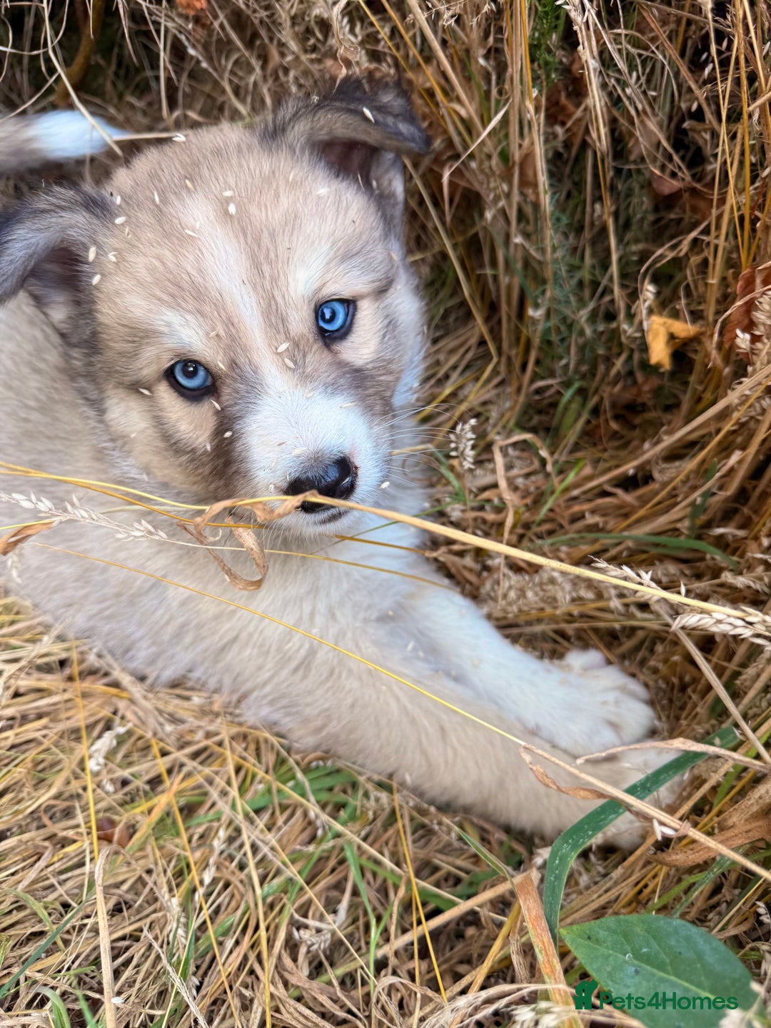 Pomsky dogs for sale: F4❗️READY 🏡 (brown/ bi eyed) REDUCED 💫  - Image 3