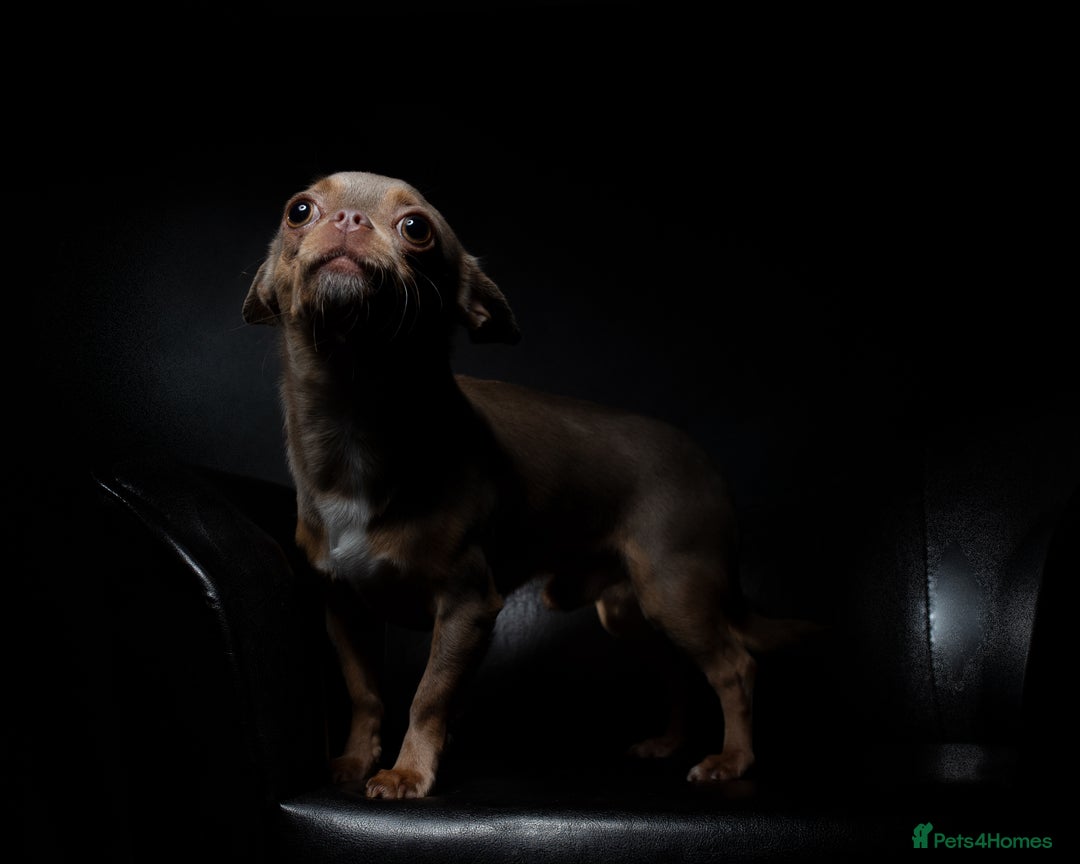 Chihuahua dogs for sale: Chihuahua Boy Looking for His Forever Home - Advert 6