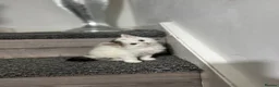 Mixed Breed cats for sale: 3 gorgeous kittens - Advert 8