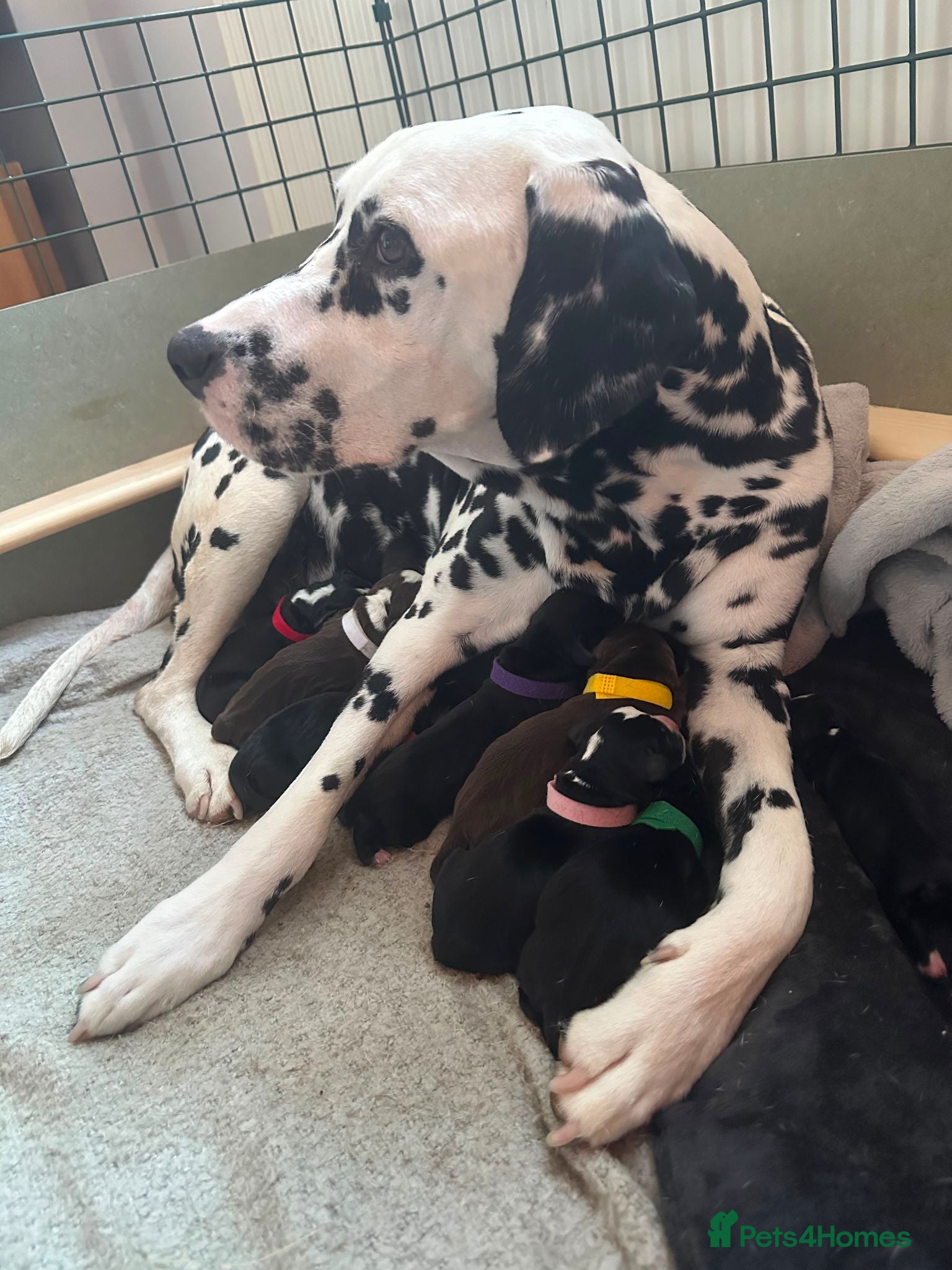 Mixed Breed dogs Dalmatian x Working Cocker Spaniel  - Advert 1