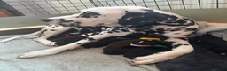 Mixed Breed dogs for sale: Cockermatian (Dalmatian x Working Cocker Spaniel) - Advert 1