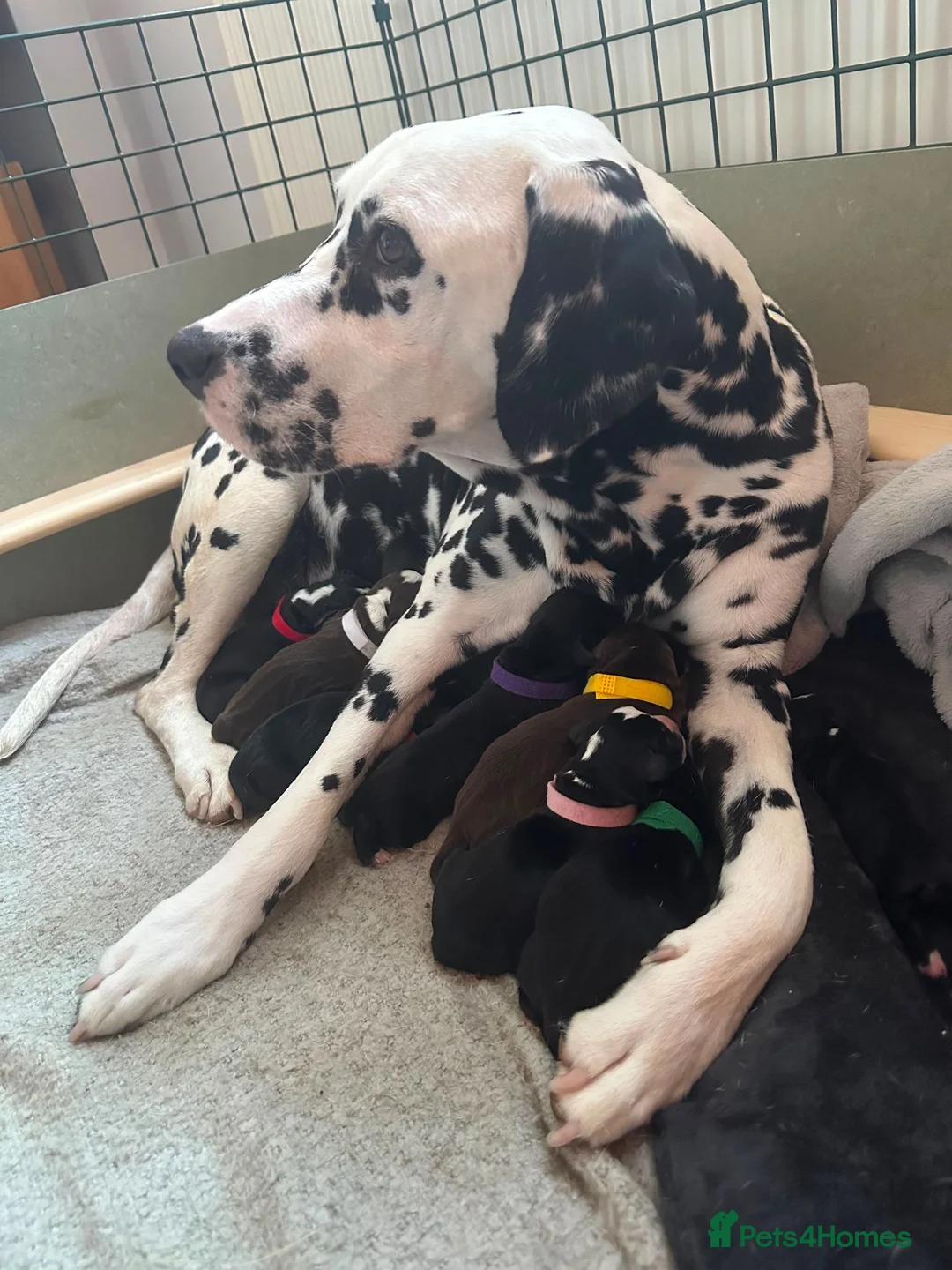 Mixed Breed dogs for sale: Cockermatian (Dalmatian x Working Cocker Spaniel) - Advert 1