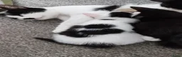Mixed Breed cats for sale: Tuxedo black and white kittens - Advert 17