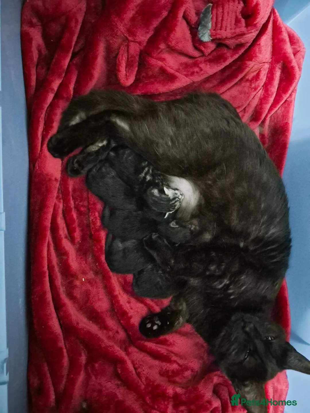 Mixed Breed cats for sale: 4 kittens  - Advert 5