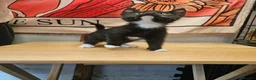 Mixed Breed cats for sale: KITTENS FOR SALE READY TO LEAVE NOW - Advert 11