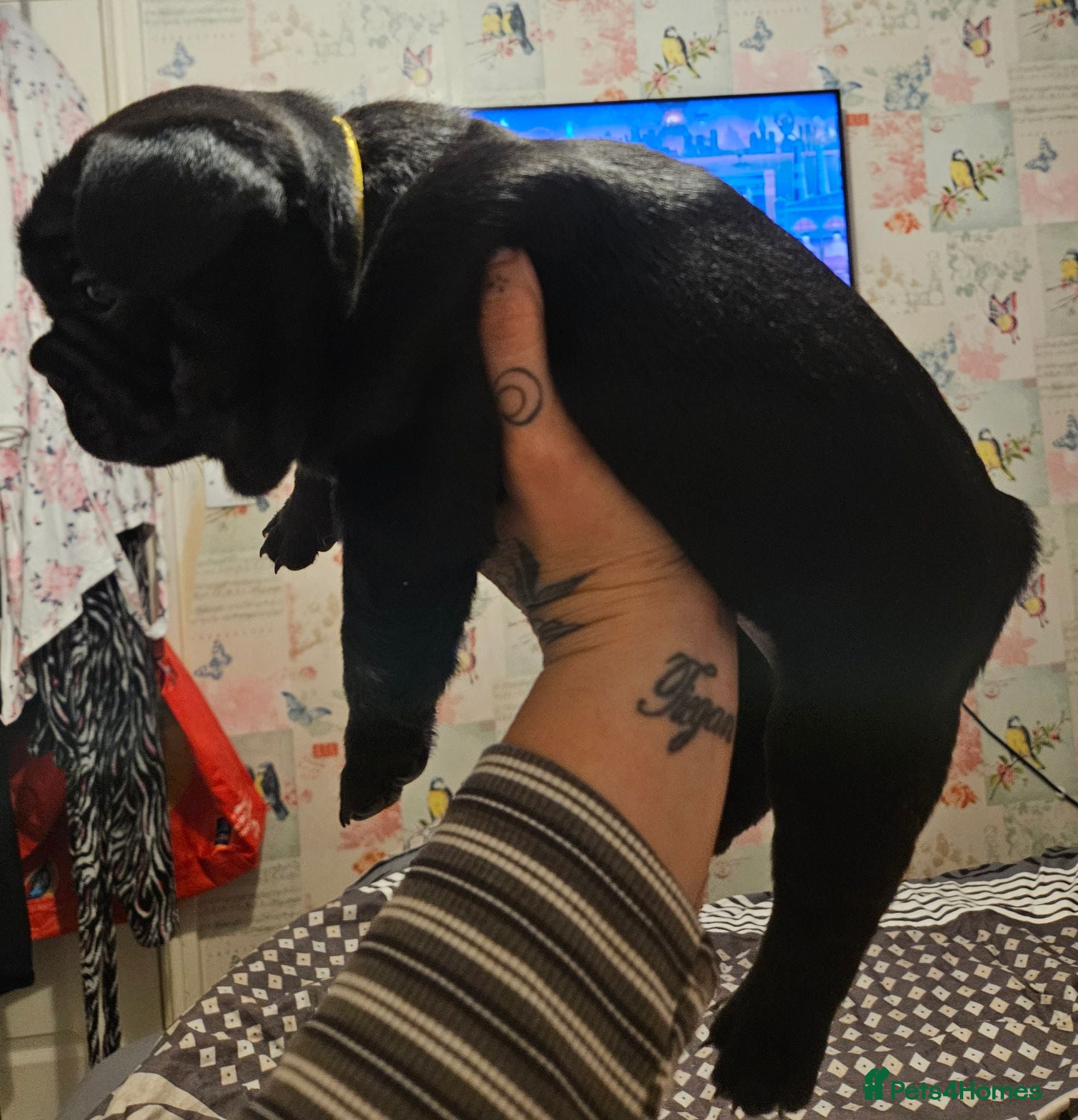 French Bulldog dogs LAST BOY pedigree French bulldog puppy.  - Advert 2