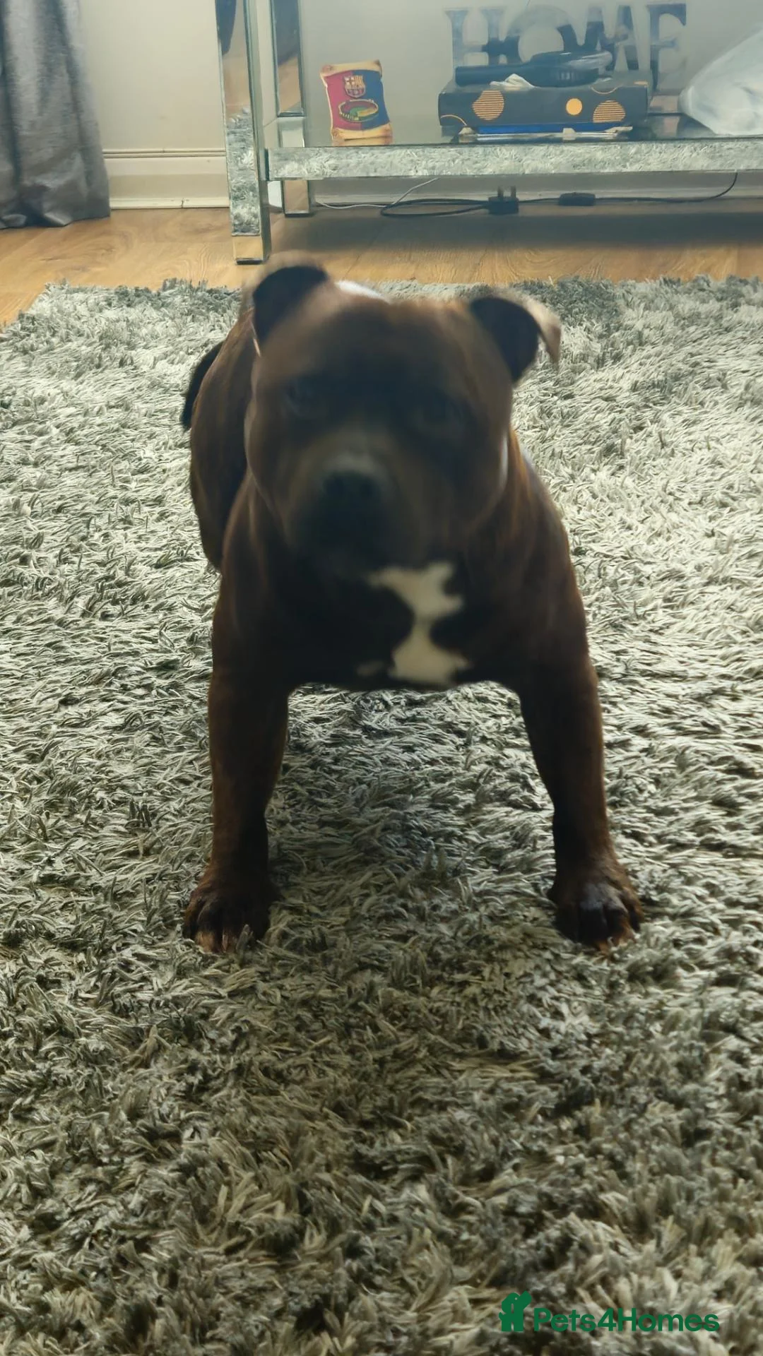 Staffordshire Bull Terrier dogs for stud: Staffordshire bull terrier for stud. - Advert 2