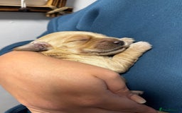 Goldendoodle dogs for sale: Golden doodle puppy’s for sale  - Advert 5