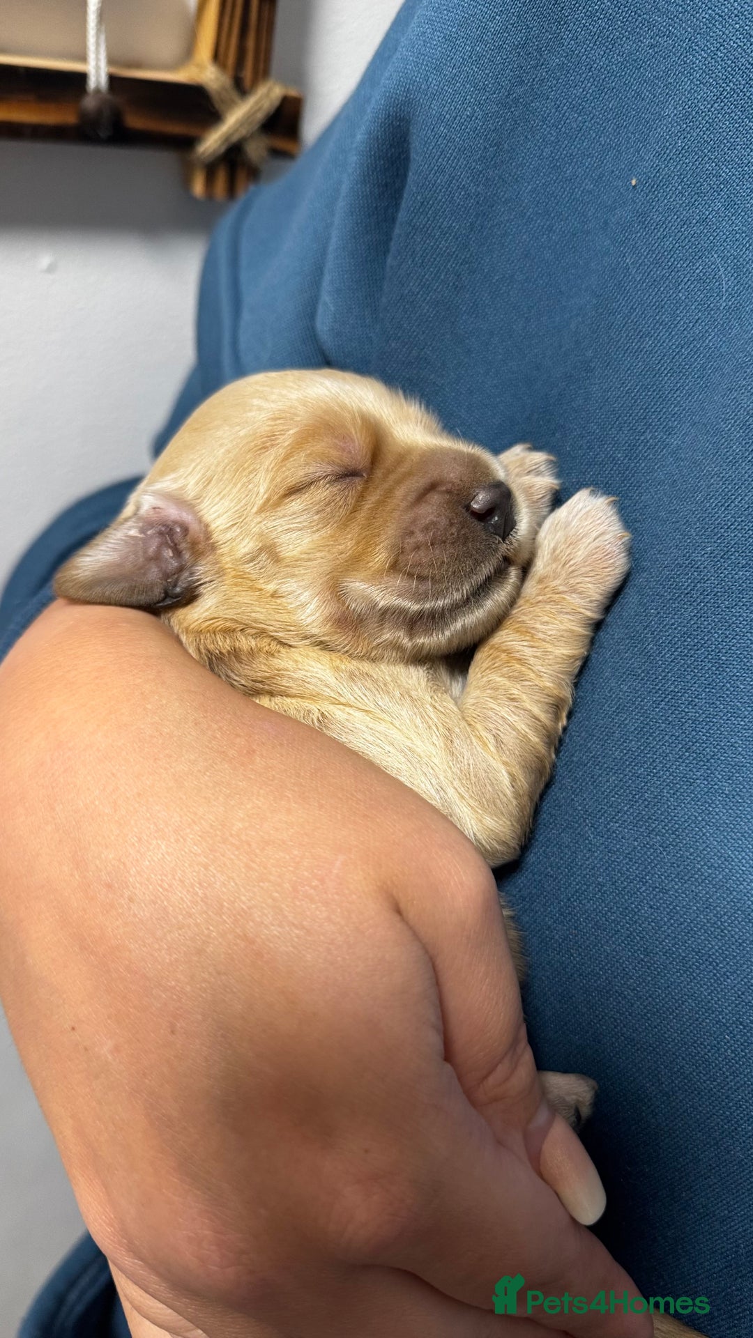 Goldendoodle dogs for sale: Golden doodle puppy’s for sale  - Advert 5