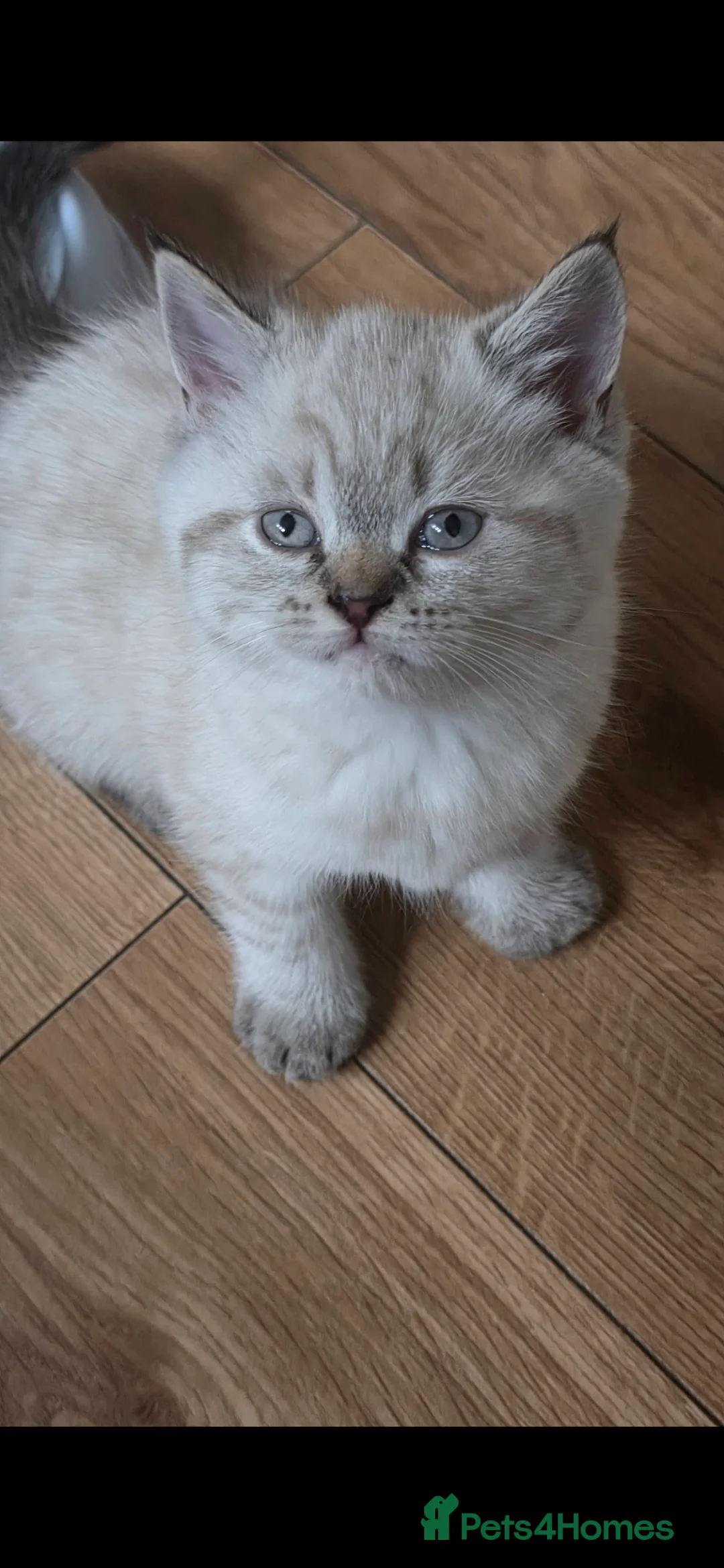 Mixed Breed cats for sale: Ragdoll cross British shorthair  - Advert 6